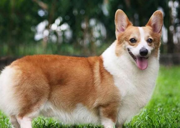 怎样训练柯基犬大小便