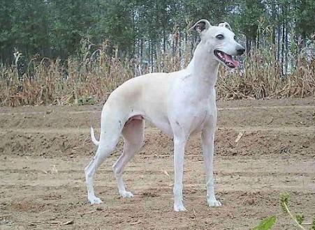 惠比特犬吃多了吐了怎么办