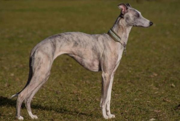 格力犬和惠比特哪个快-图1
