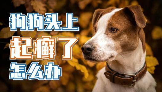 狗狗为什么会头上起癣的原因-图1