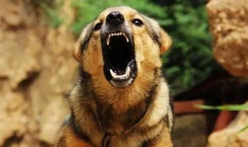 为什么狗狗出去见人老叫个不停-图1