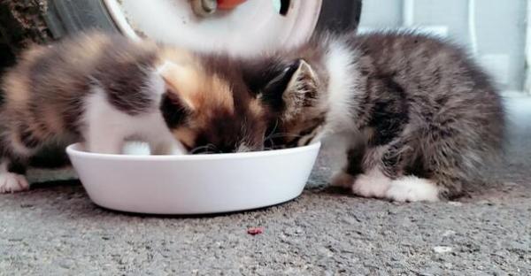 小奶猫能吃什么人类食物呢-图1