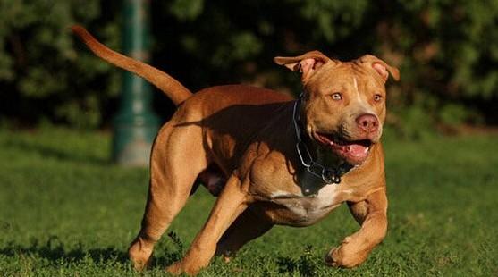 皮特犬怎么样？-图1