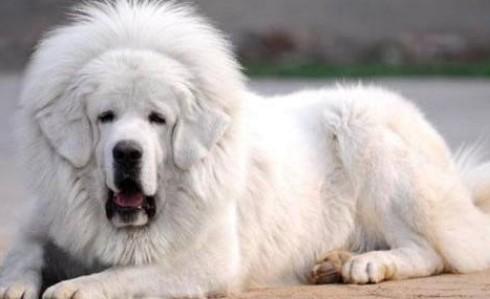 广州什么地方有卖藏獒那雪獒多少钱一只纯种