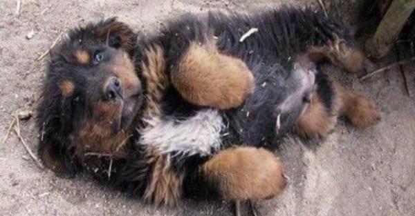 藏獒能训练好吗小藏獒的训练方法-图1