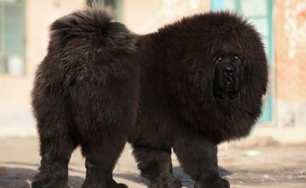 藏獒是什么东西图片大全那幼崽多少钱一只-图1