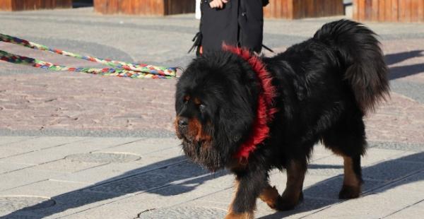 藏獒忠心忠诚到什么地步为何咬死主人-图1