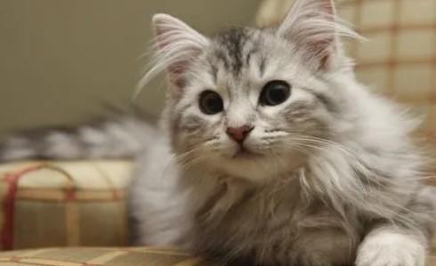 15天小猫怎么分长毛和短毛-图1