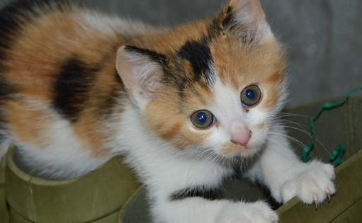 猫突然变蔫是什么毛病-图1