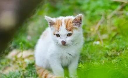 40天的小猫会自己排便吗-图1