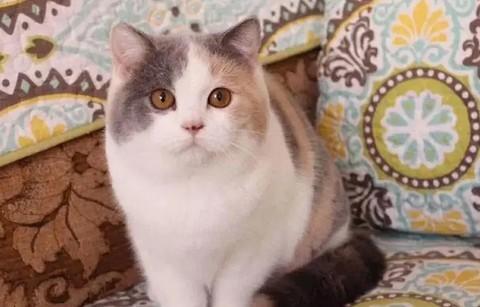 猫是阳气很足的动物吗-图1