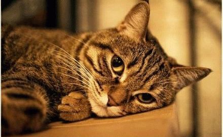 猫咪爱玩电线怎么制止-图1