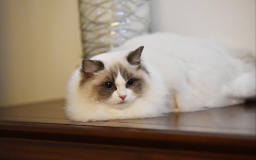 如何训练布偶猫-图1