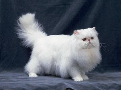 怎么训练波斯猫-图1