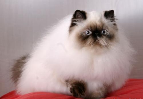 怎么训练喜马拉雅猫不乱抓家具-图1