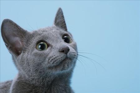 如何训练俄罗斯蓝猫不咬人-图1