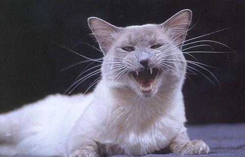 巴厘猫怎么训练