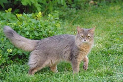 索马里猫不乱抓家具训练方法-图1