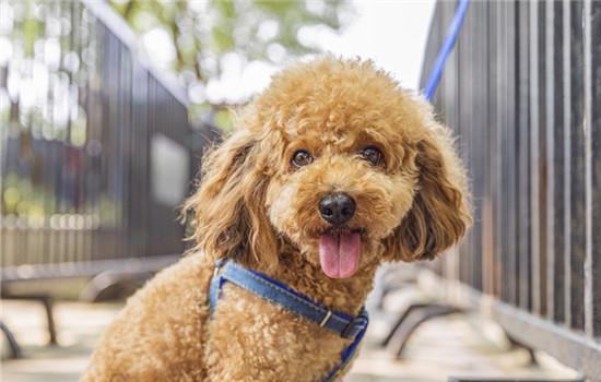 三个月的幼犬能洗澡吗-图1
