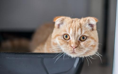 怎么训练折耳猫不吃蟑螂