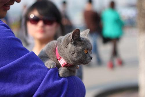 怎么训练英国短毛猫记住名字-图1