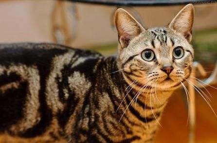 美国短毛猫如何调教-图1
