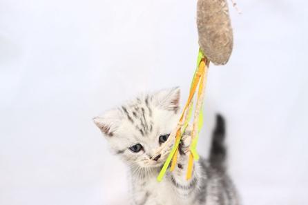 美国短毛猫如何调教-图2