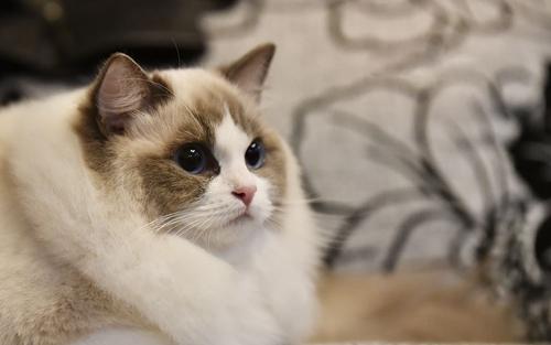 怎么训练布偶猫坐下