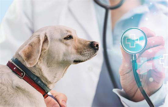小狗吃了成犬粮怎么办-图1
