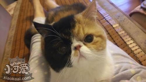 加菲猫乱撒尿怎么办