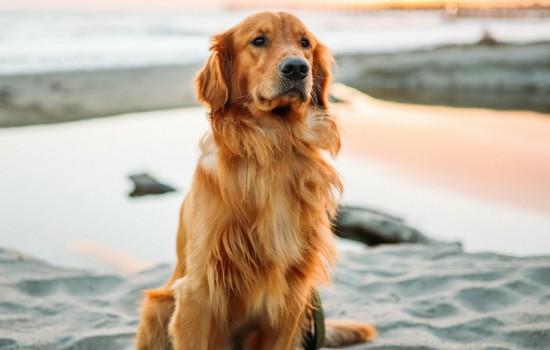 金毛犬七个月发育特点-1