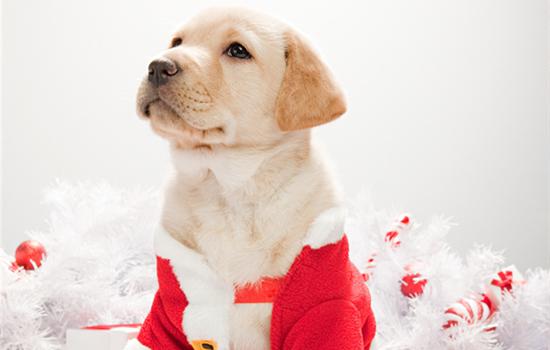 拉布拉多幼犬可以喂牛奶吗-图1