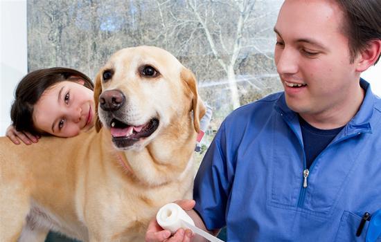 拉布拉多犬尴尬期-图1