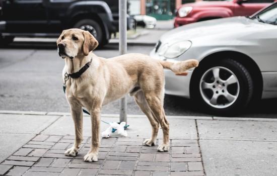 拉布拉多犬身上长疙瘩-图1