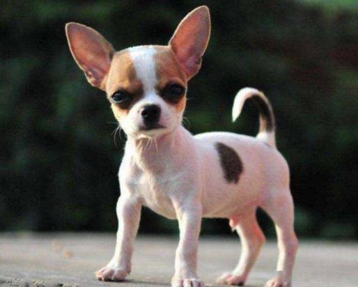 什么小型犬最好养又聪明-图1