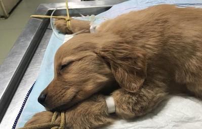 犬瘟怎么引起的-图1