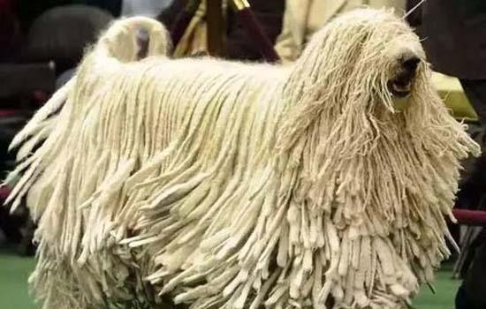 小鹿犬大便拉不出来-图1