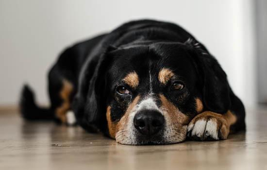 小鹿犬掉毛一块一块的-图1