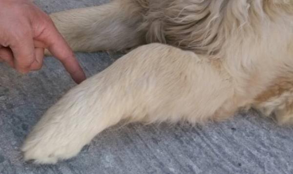 狗狗腿肿了怎么消肿