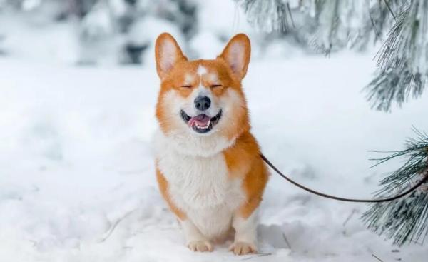 狗狗肠胃炎自己会好吗