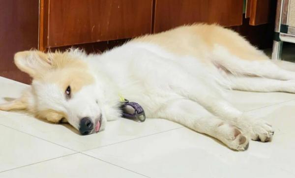 打完狂犬狗狗蔫了-图1