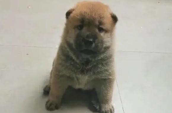 小狗为什么一直哼哼唧唧-图1