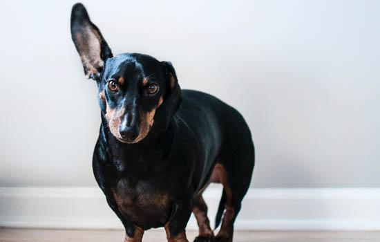 德牧幼犬几个月立耳-图1