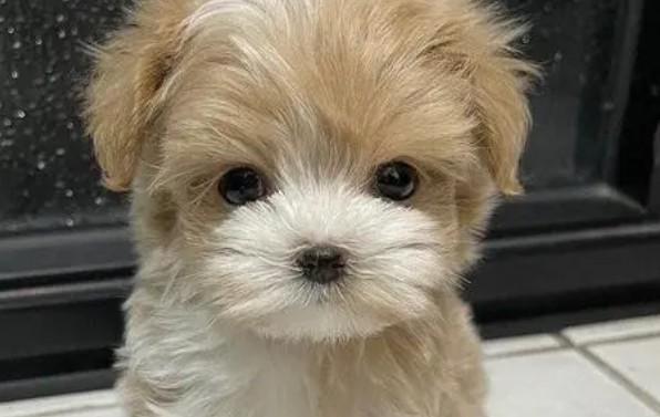 狗狗总和我对视的原因