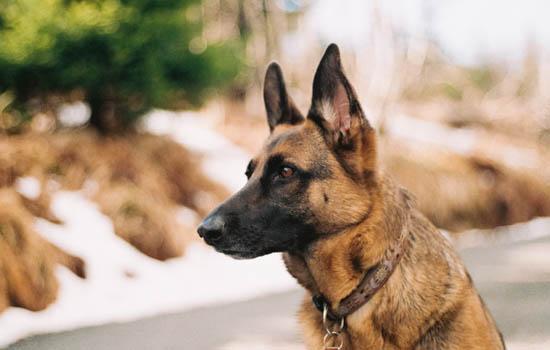 养牧羊犬需要注意什么-图1