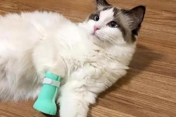 为什么要给猫咪穿鞋子睡觉的原因-图1