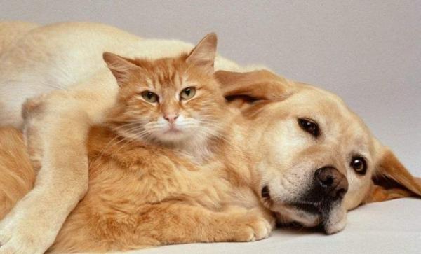 狗狗为什么会讨厌猫咪呢-图1