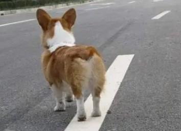 为什么狗狗不能穿马路-图1
