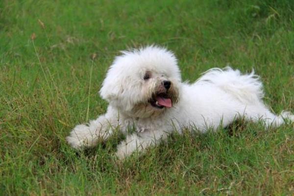 比熊犬喜欢睡觉的原因-1