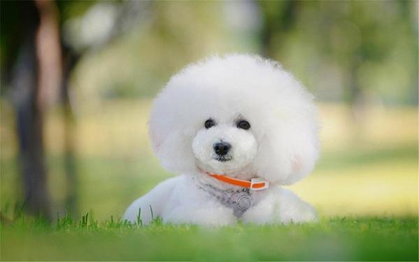 比熊犬三个月通人性吗-图1